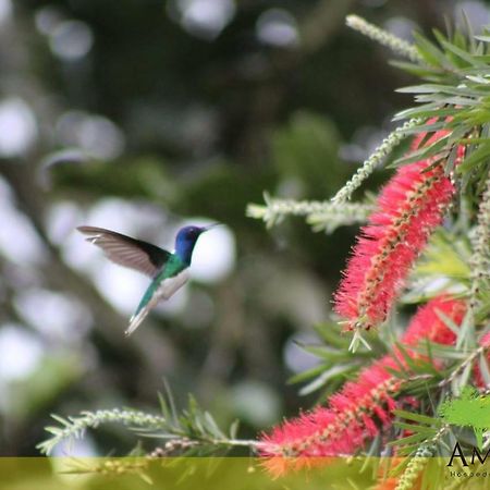 Hospedaje Amanecer Bed & Breakfast Turrialba Bagian luar foto