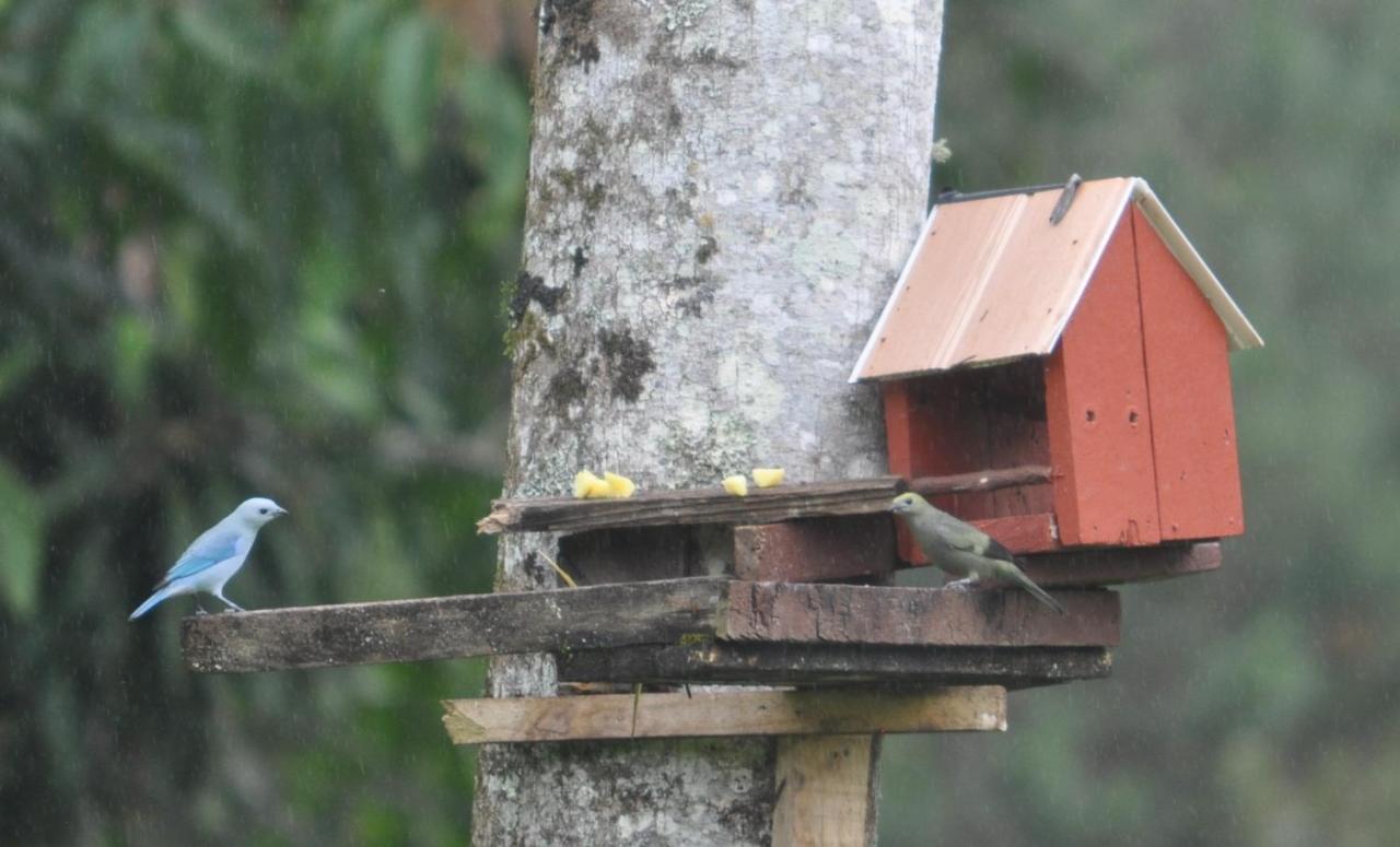 Hospedaje Amanecer Bed & Breakfast Turrialba Bagian luar foto