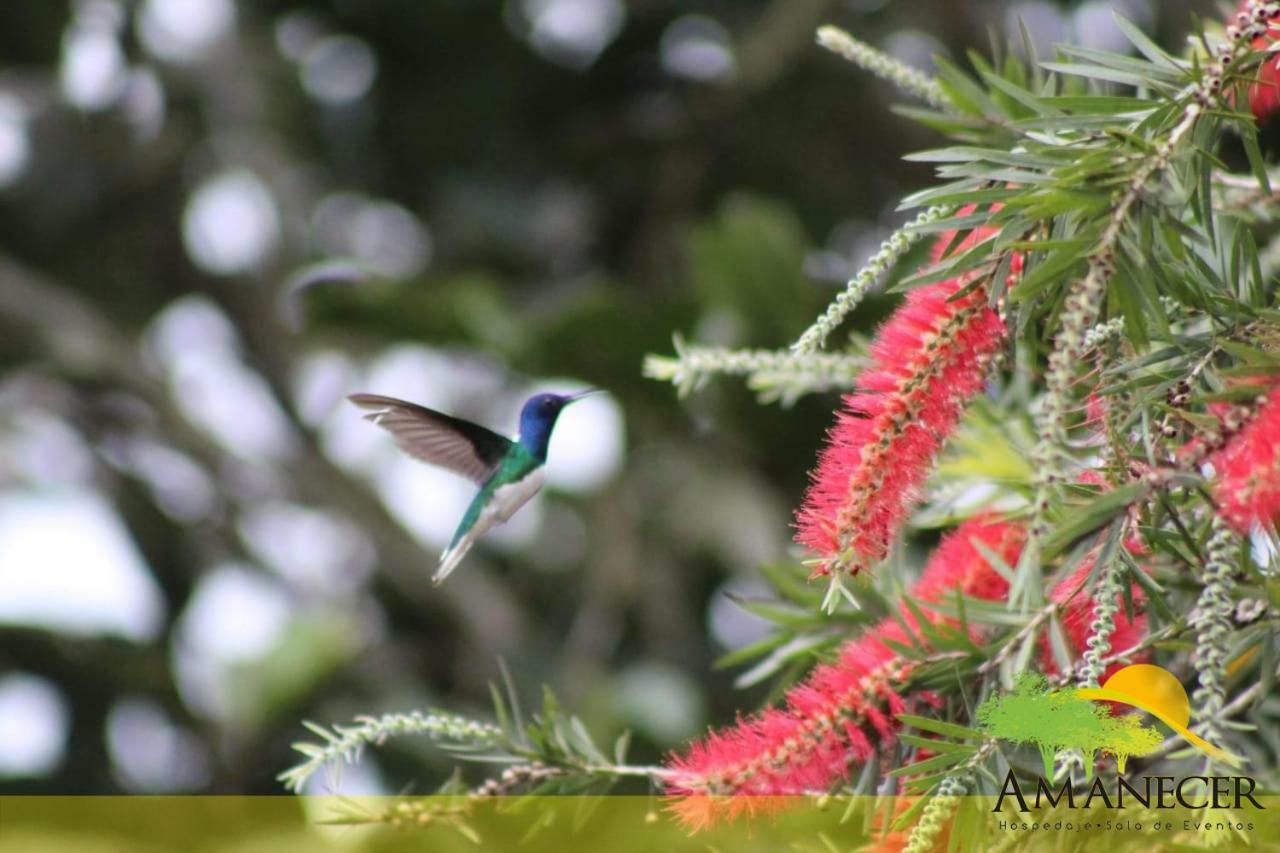 Hospedaje Amanecer Bed & Breakfast Turrialba Bagian luar foto