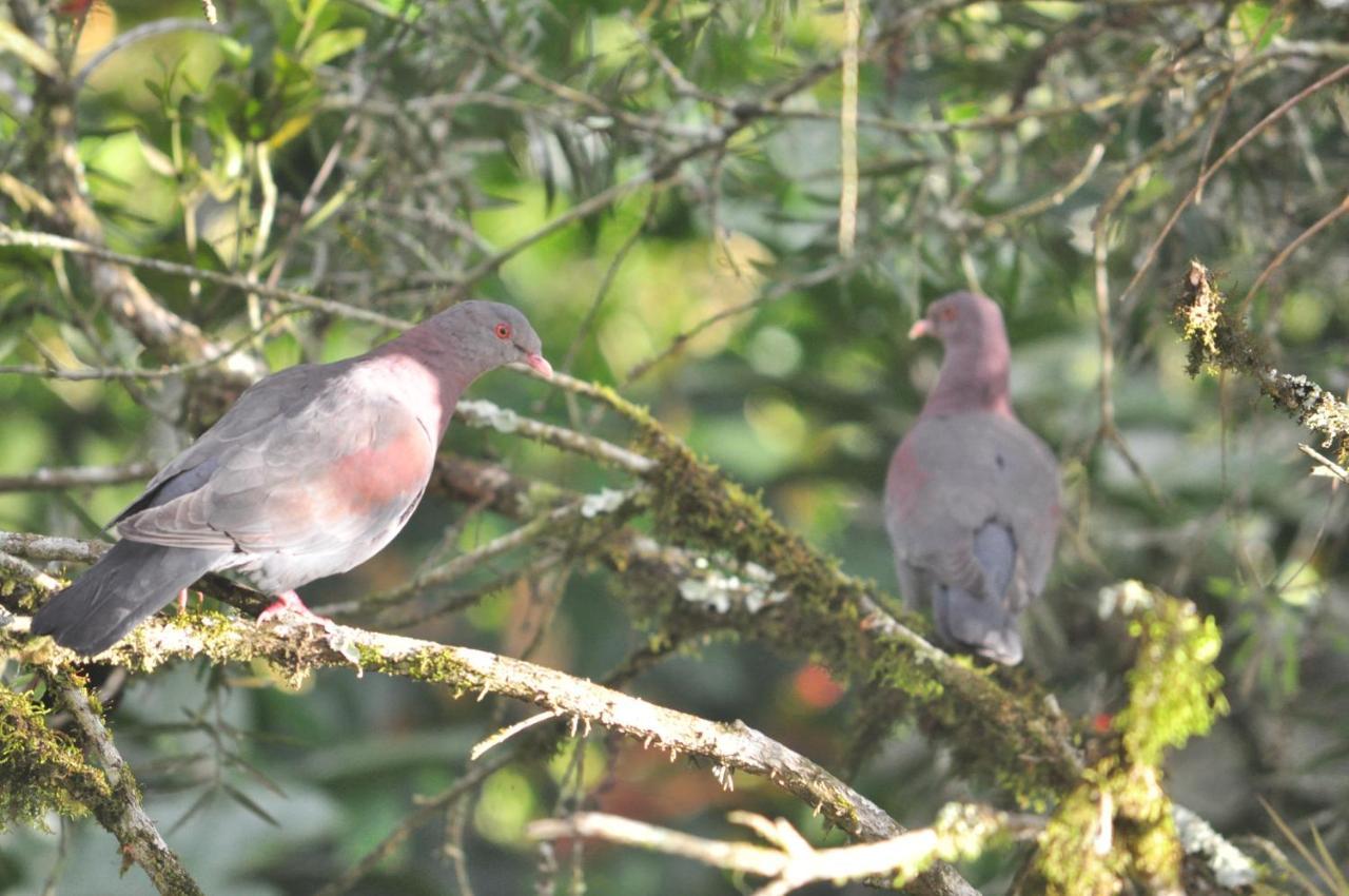 Hospedaje Amanecer Bed & Breakfast Turrialba Bagian luar foto